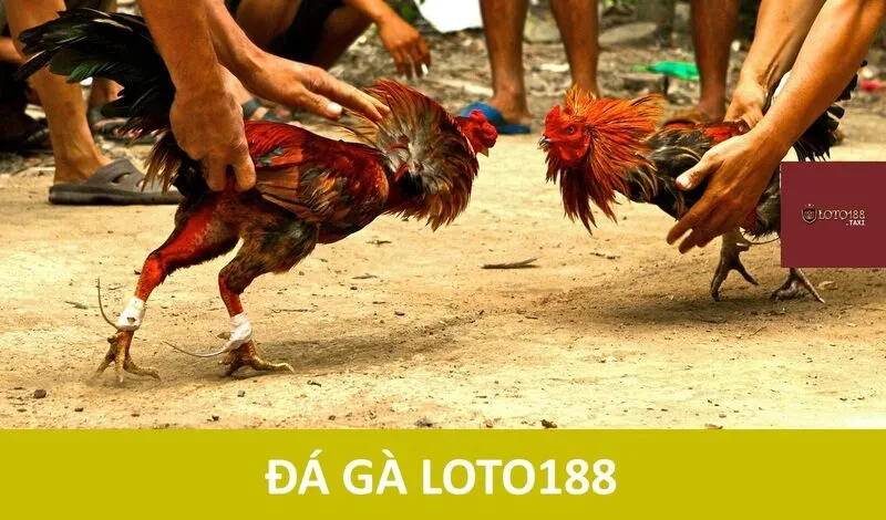 đá gà Loto188
