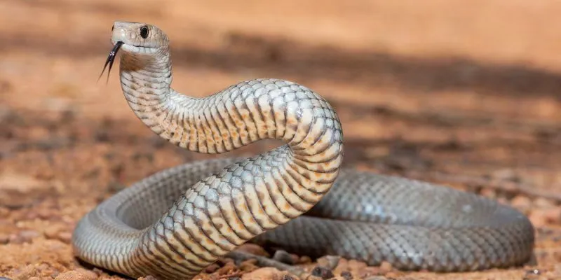 Ý nghĩa tổng quan của giấc mơ mơ thấy rắn